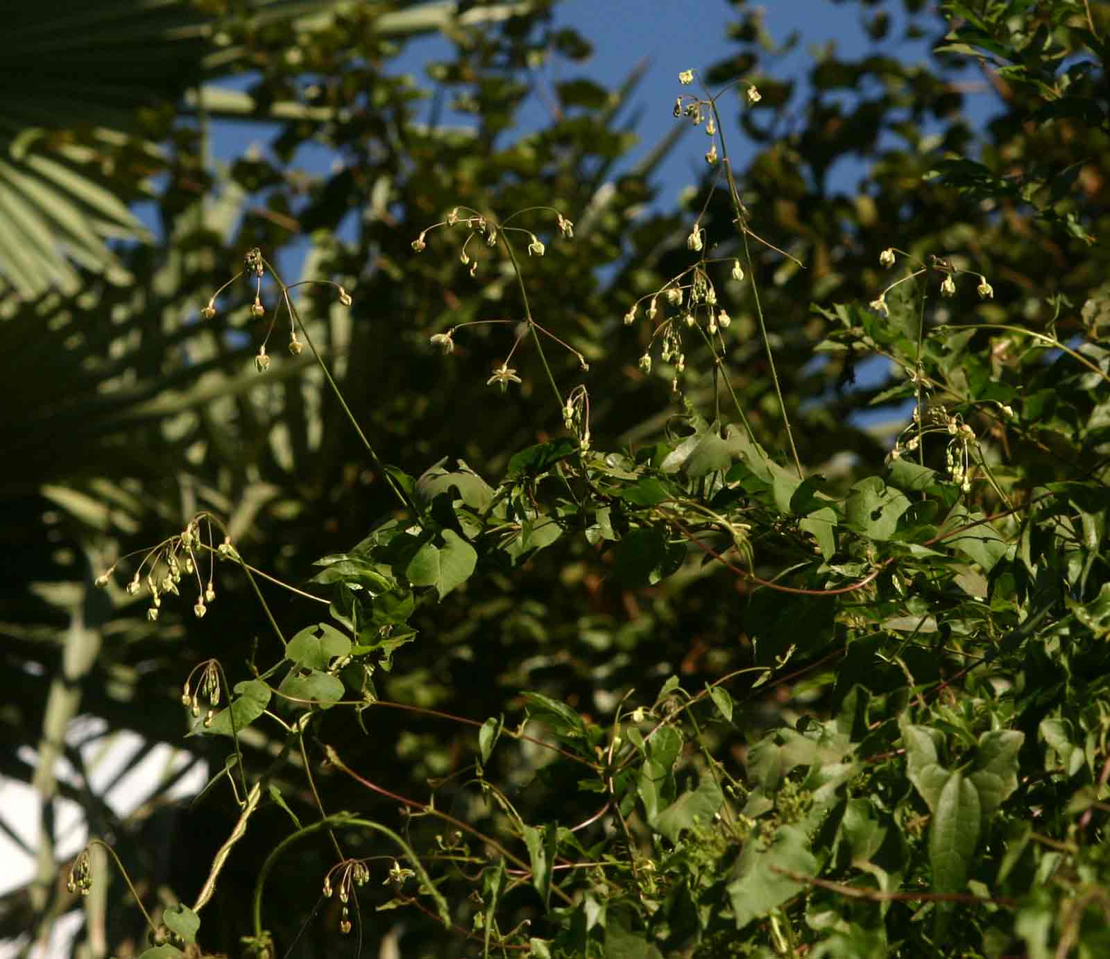 Pergularia daemia subsp. barbata