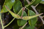 Pergularia daemia subsp. barbata