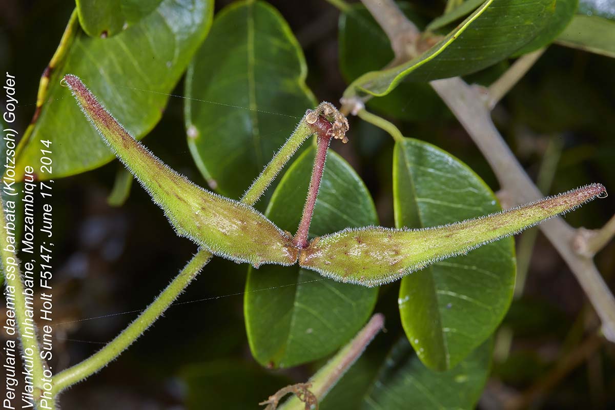 Pergularia daemia subsp. barbata