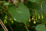 Pergularia daemia subsp. barbata