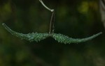 Pergularia daemia subsp. barbata