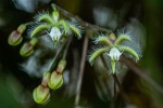 Pergularia daemia subsp. barbata