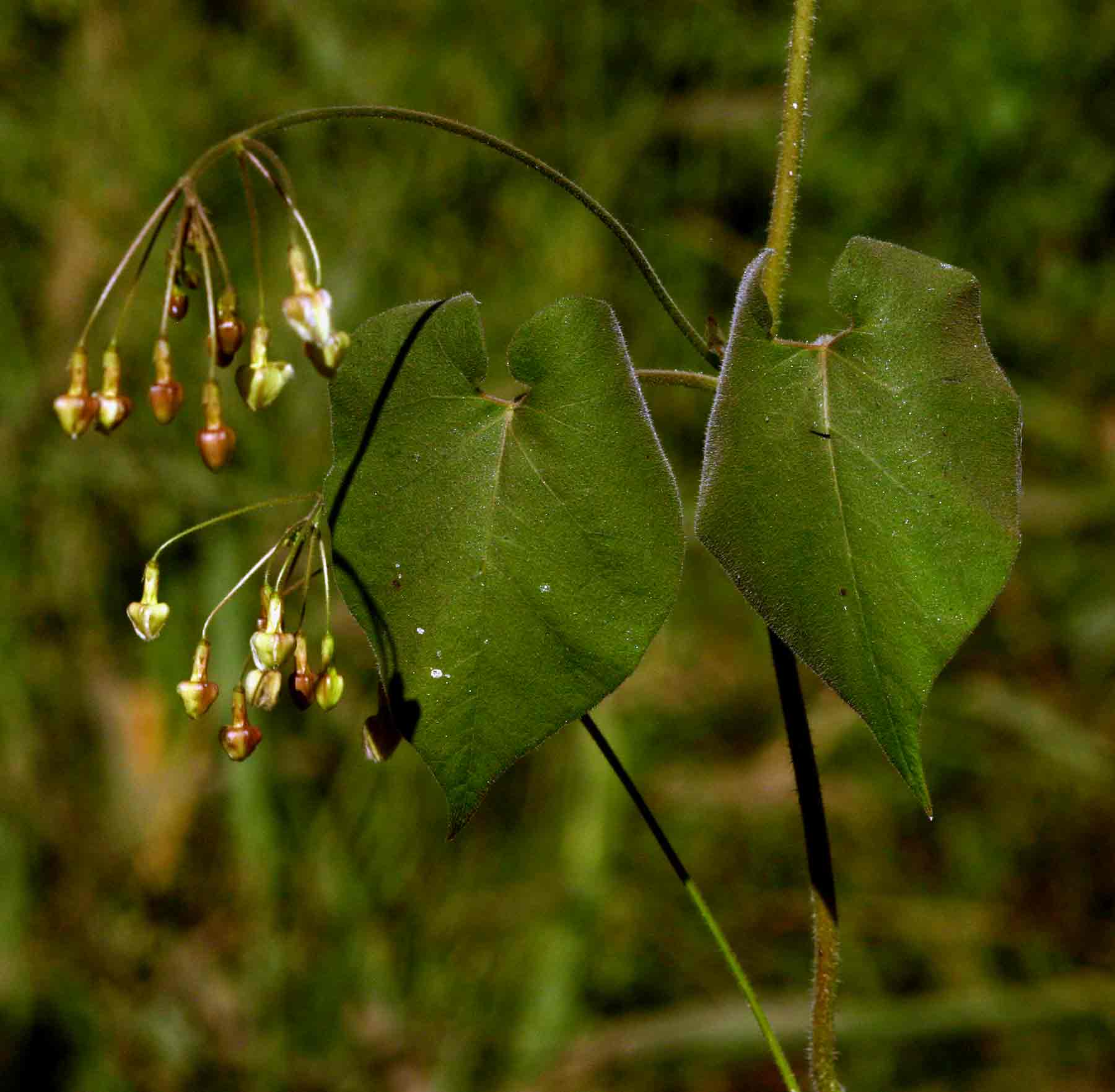 Pergularia daemia subsp. barbata