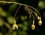 Pergularia daemia subsp. barbata