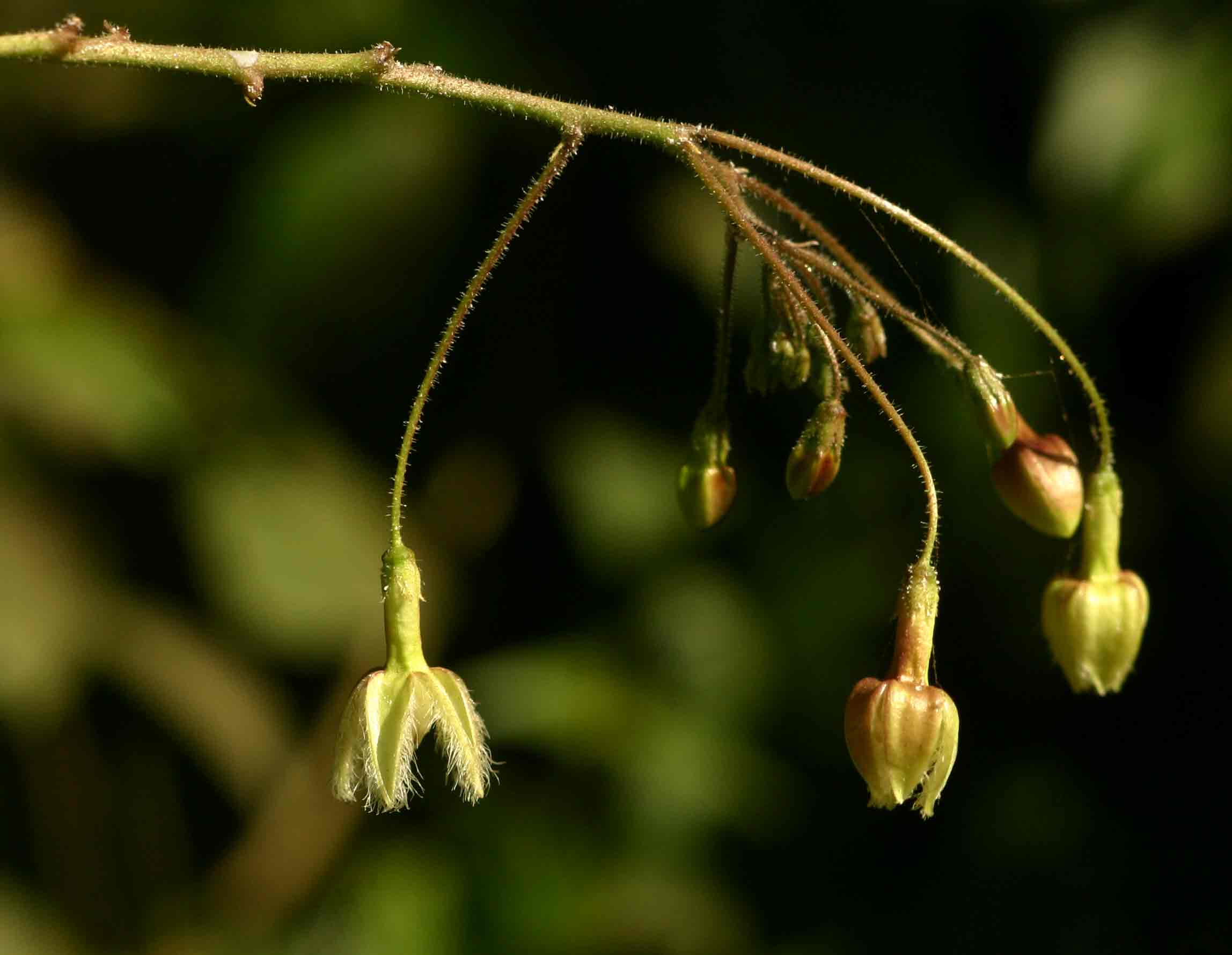 Pergularia daemia subsp. barbata