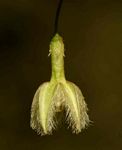 Pergularia daemia subsp. barbata