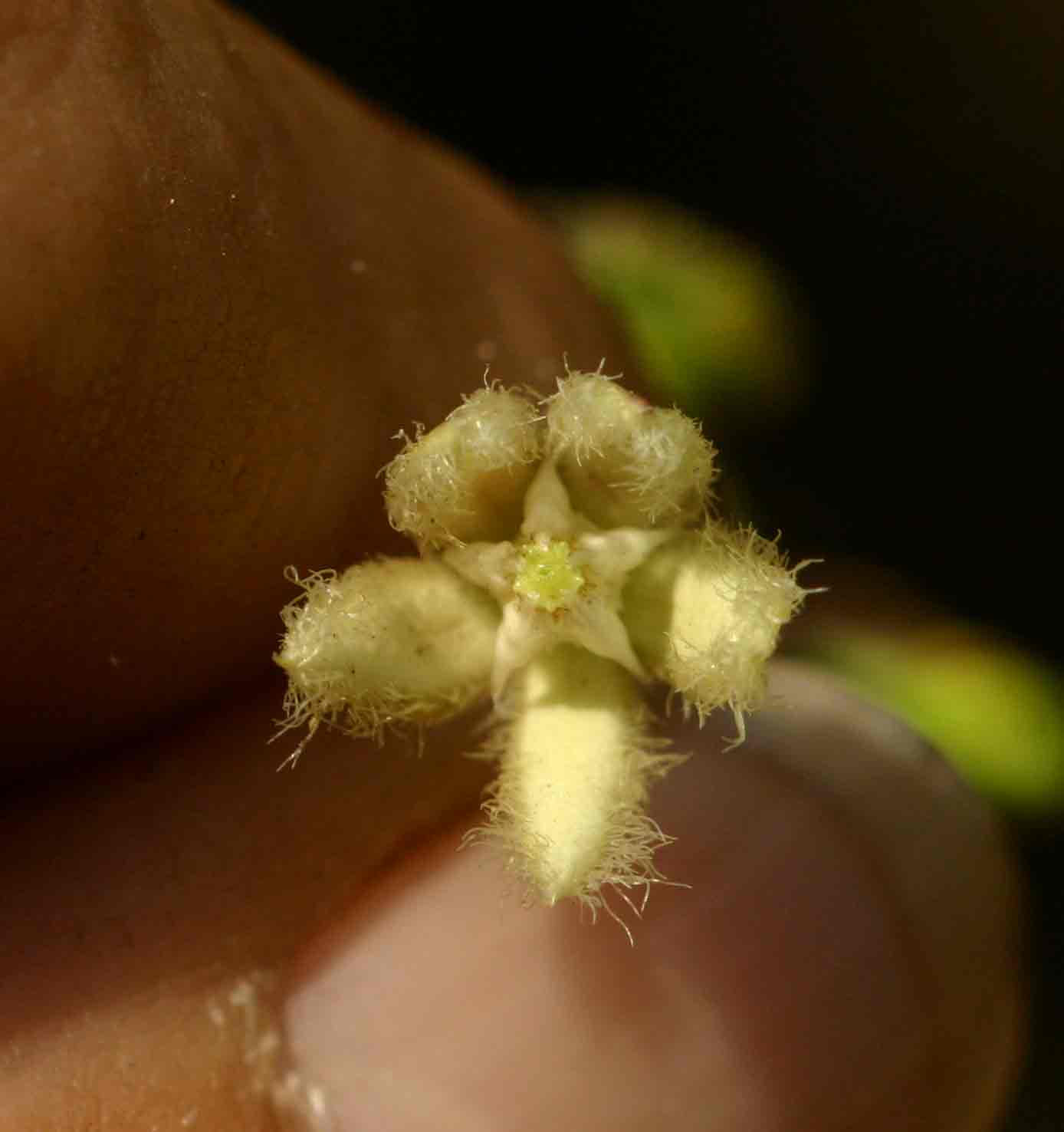 Pergularia daemia subsp. barbata