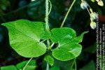 Pergularia daemia subsp. barbata