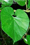 Pergularia daemia subsp. barbata