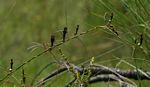 Ceropegia chimanimaniensis
