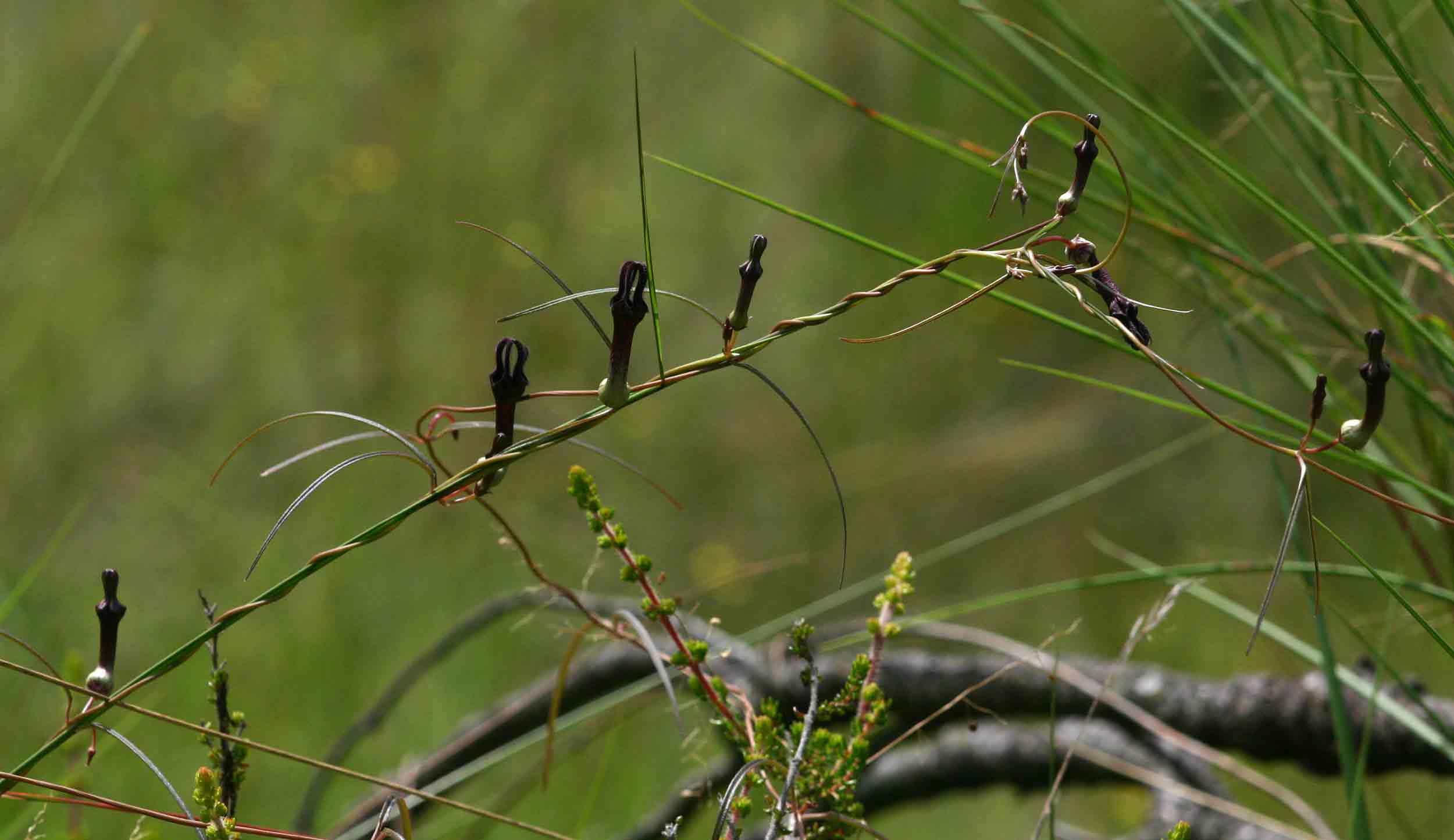 Ceropegia chimanimaniensis