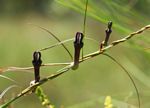 Ceropegia chimanimaniensis