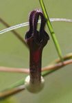 Ceropegia chimanimaniensis