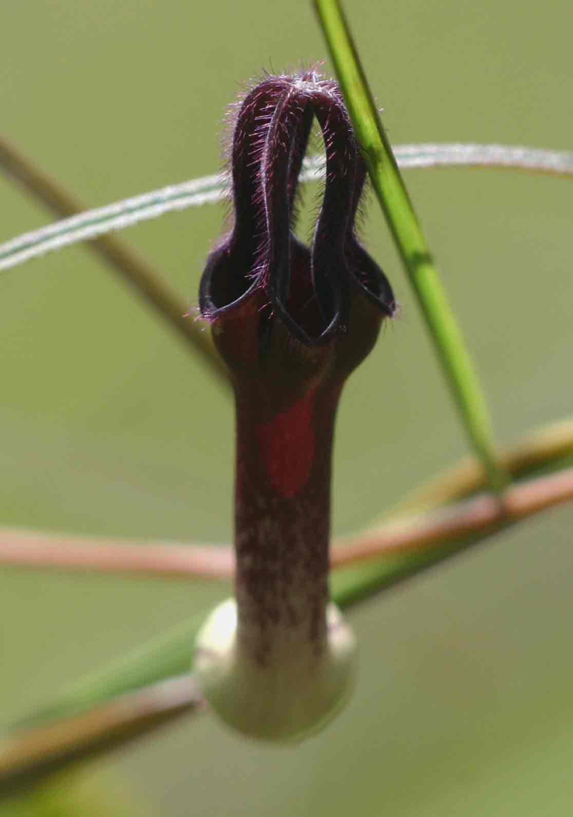 Ceropegia chimanimaniensis