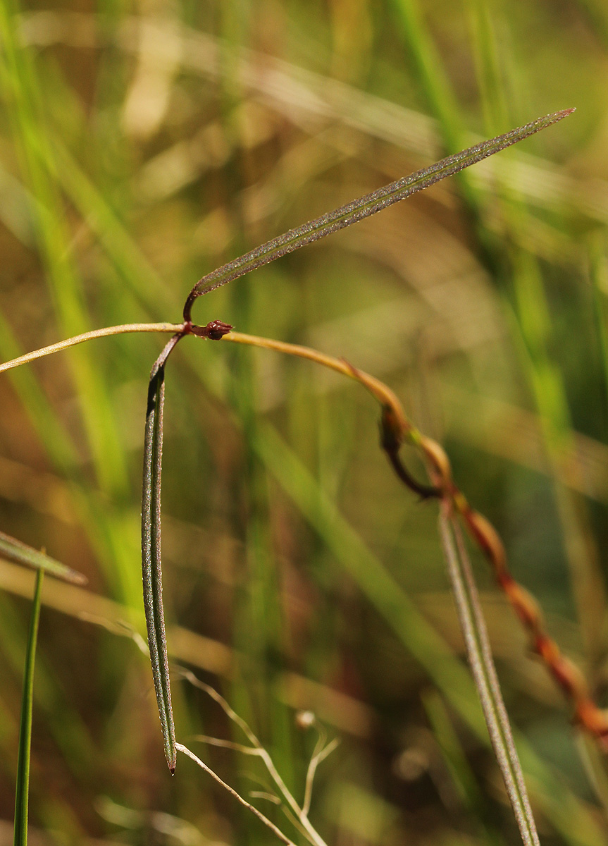 Ceropegia chimanimaniensis