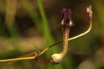 Ceropegia chimanimaniensis