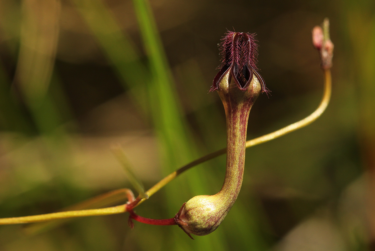 Ceropegia chimanimaniensis
