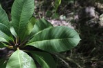 Plumeria rubra