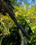 Plumeria rubra
