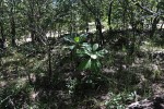 Plumeria rubra