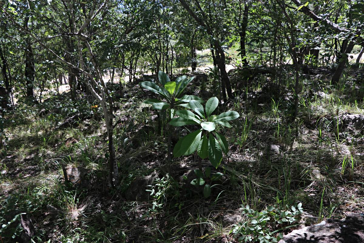 Plumeria rubra