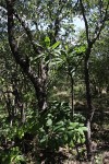 Plumeria rubra