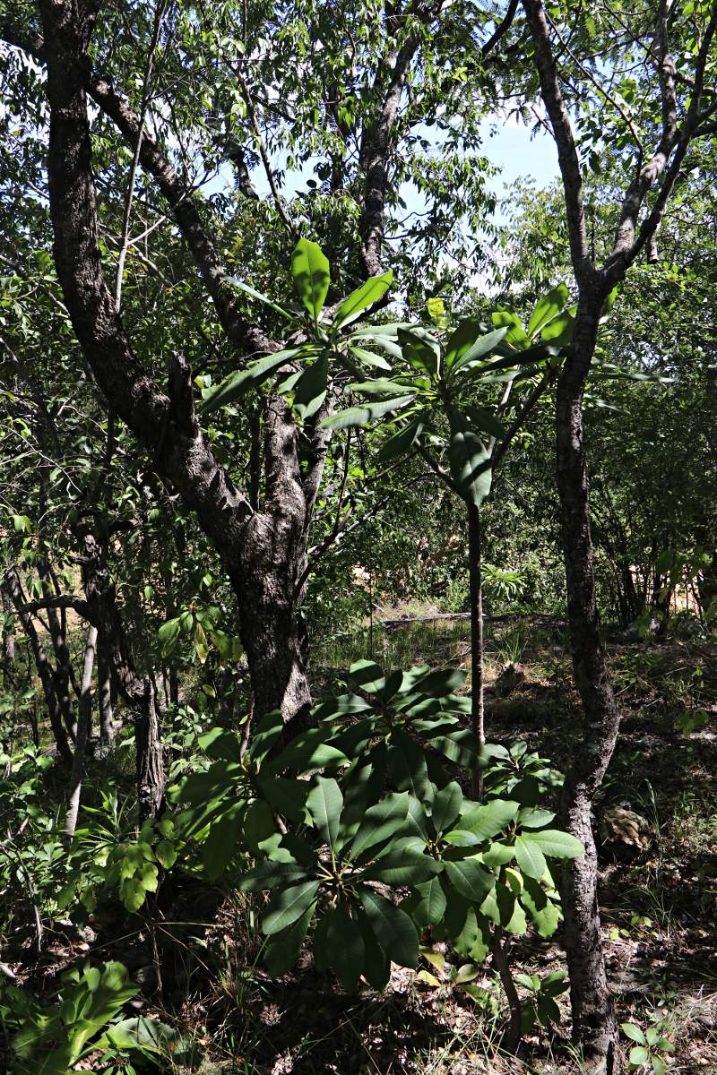 Plumeria rubra