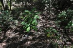 Plumeria rubra