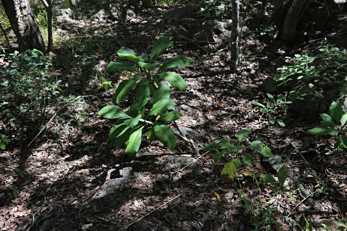 Plumeria rubra
