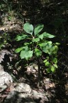 Plumeria rubra