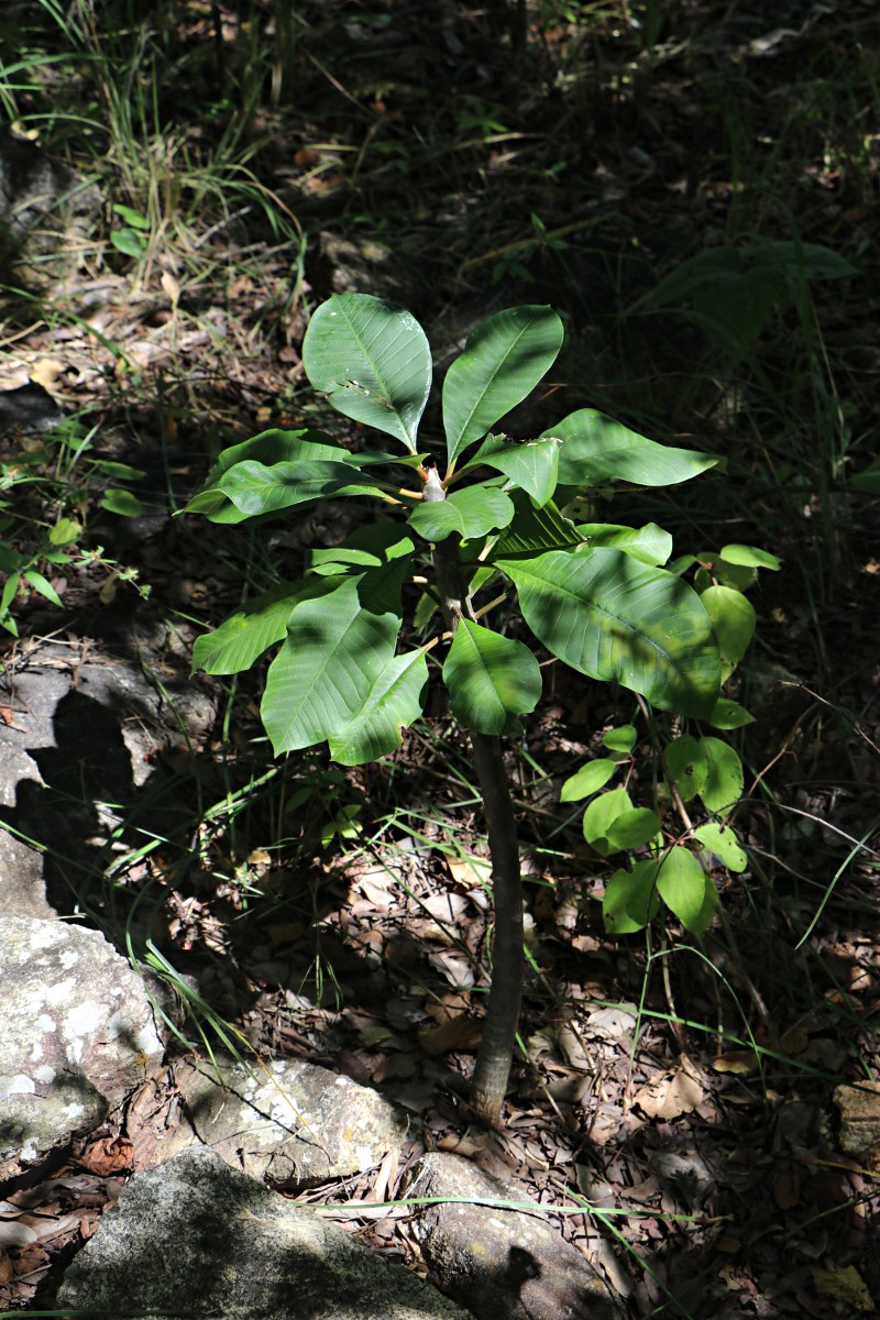 Plumeria rubra