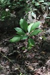Plumeria rubra