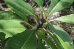 Plumeria rubra