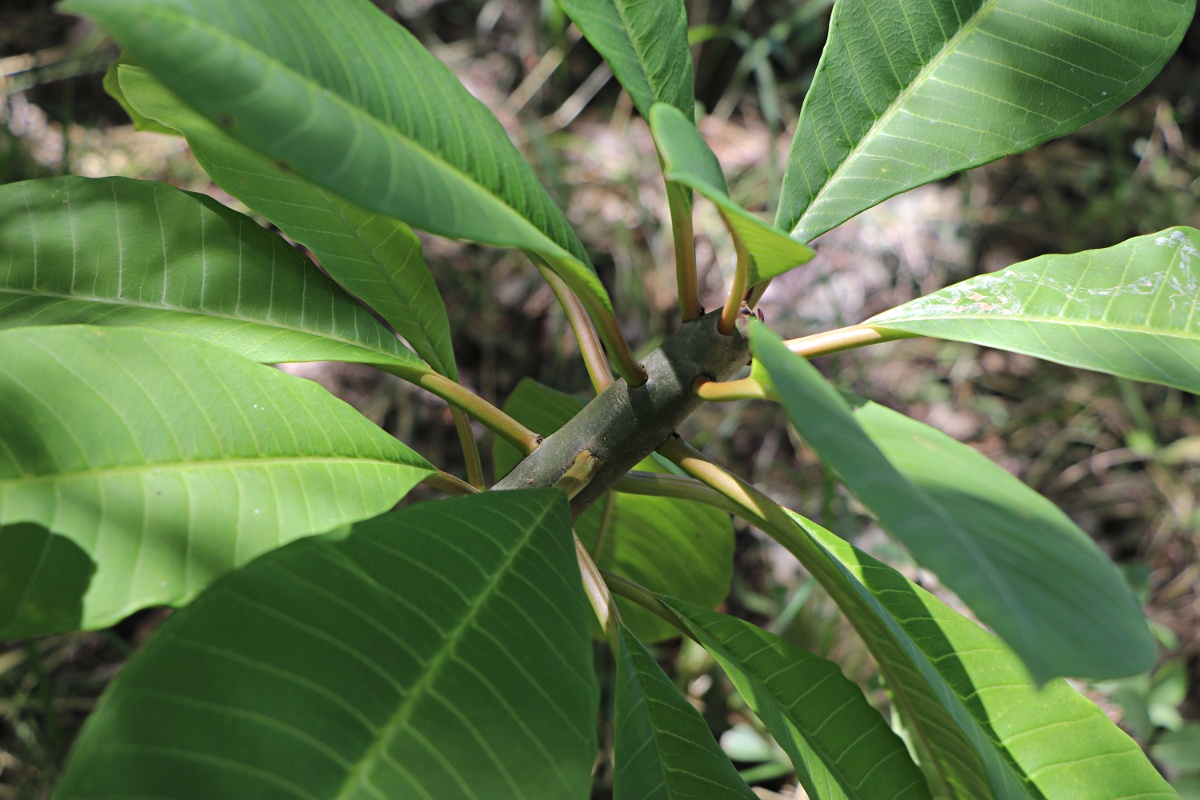 Plumeria rubra