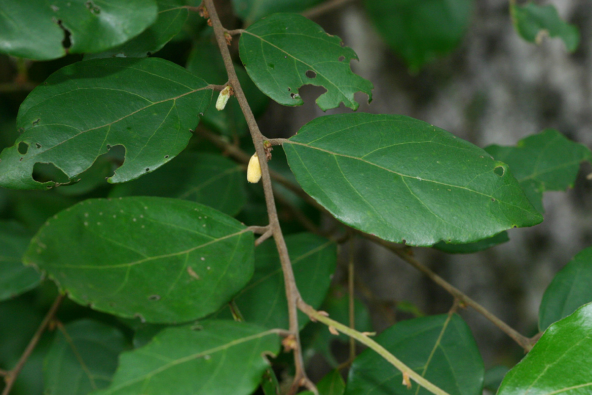 Diospyros verrucosa