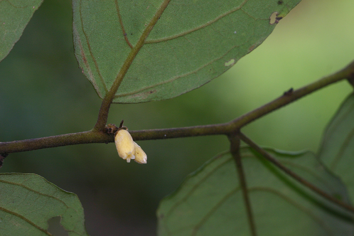 Diospyros verrucosa