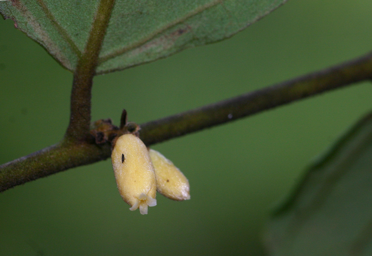 Diospyros verrucosa