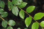 Diospyros verrucosa