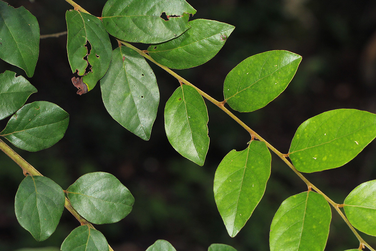 Diospyros verrucosa