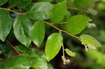 Diospyros verrucosa