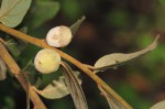 Diospyros verrucosa