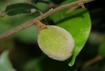 Diospyros verrucosa