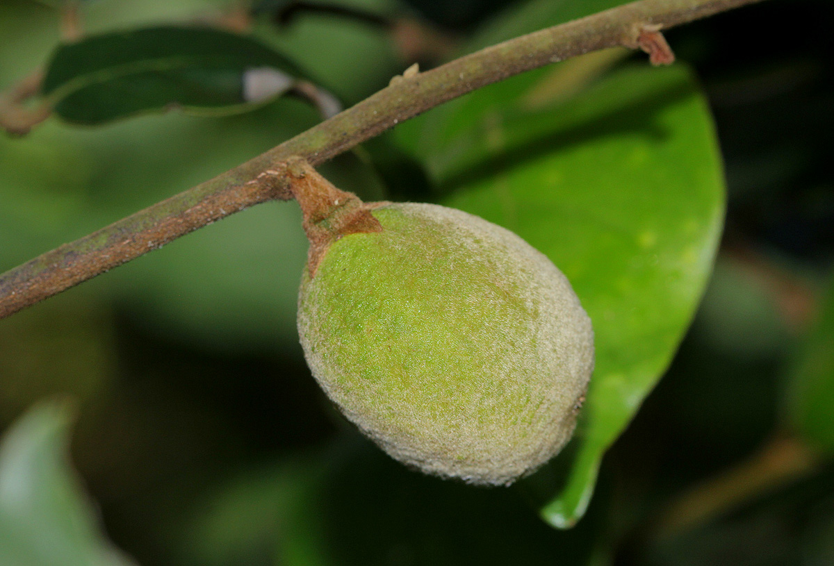 Diospyros verrucosa
