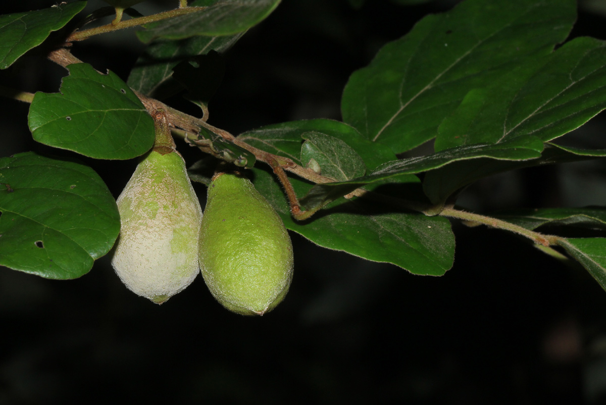 Diospyros verrucosa