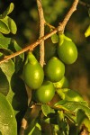 Diospyros inhacaensis