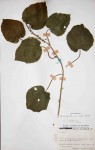 Pyrenacantha grandiflora
