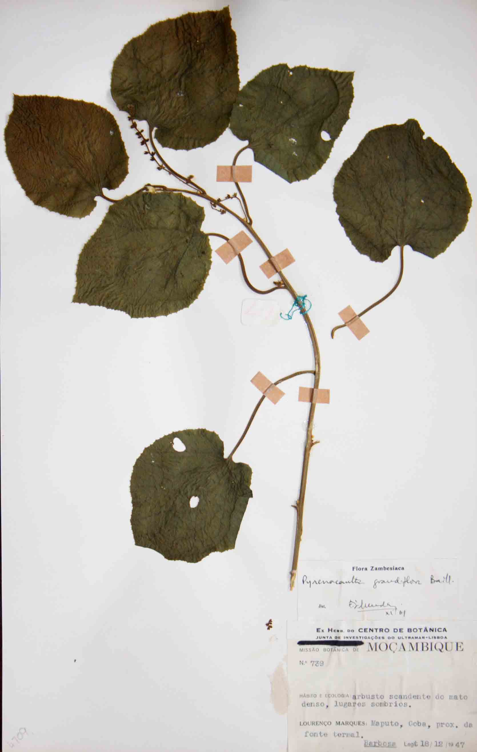 Pyrenacantha grandiflora