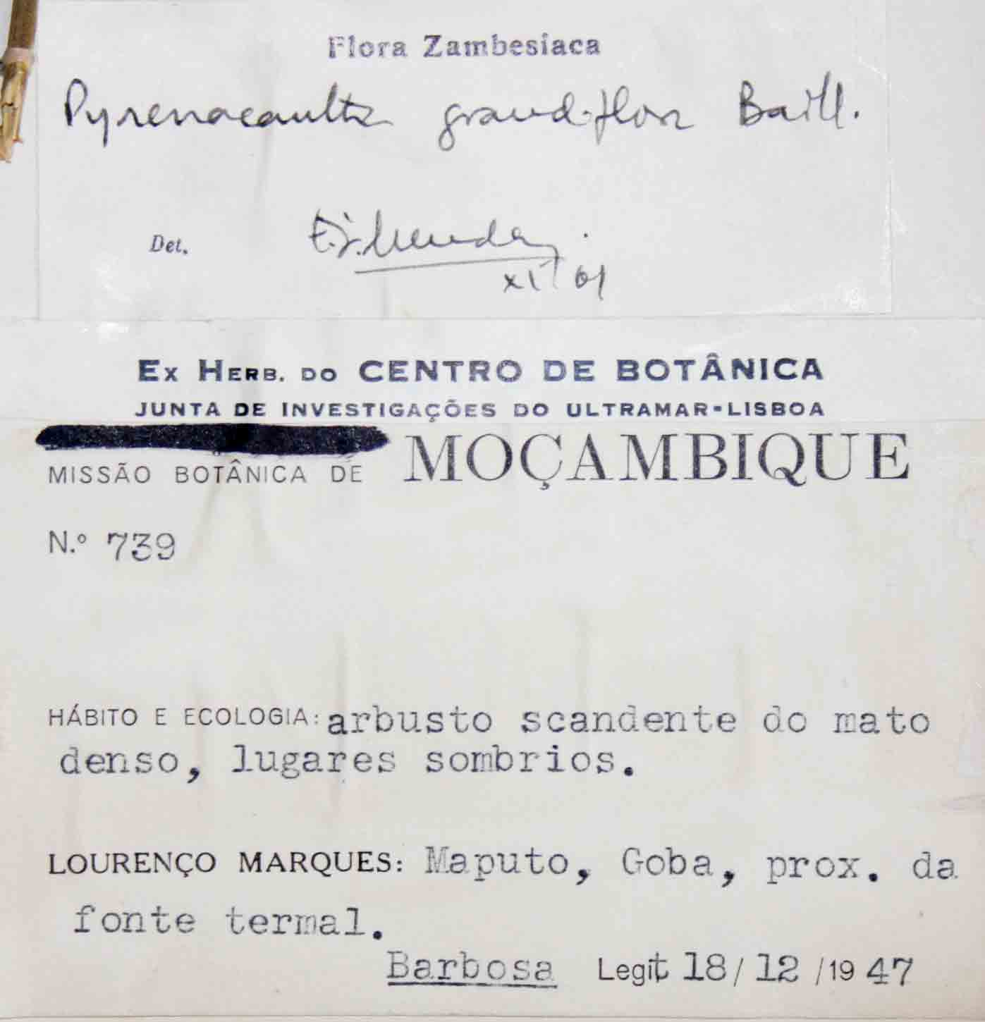 Pyrenacantha grandiflora