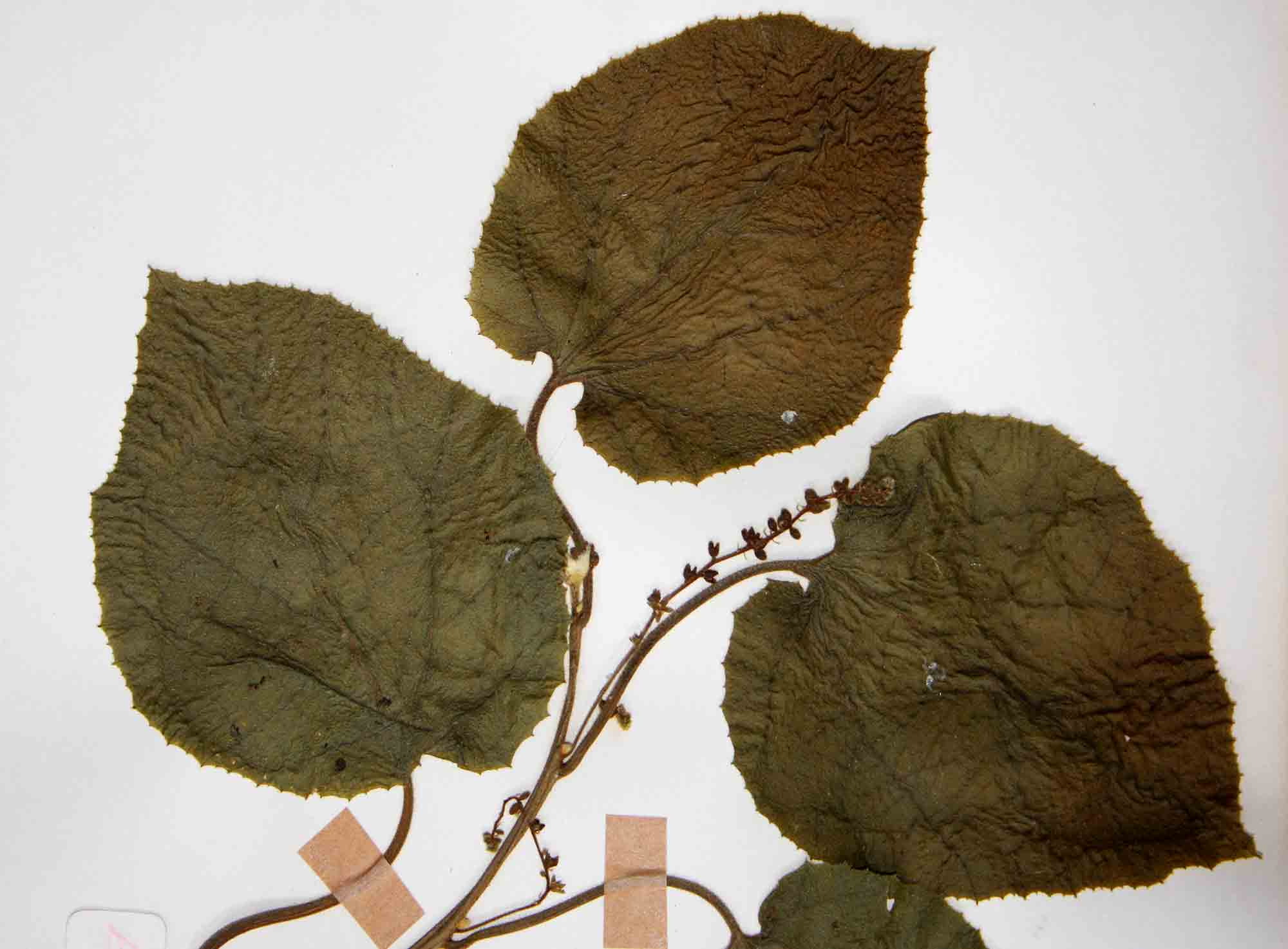Pyrenacantha grandiflora