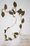 Pyrenacantha scandens